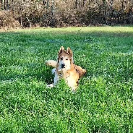 Au Petit Bois Magique