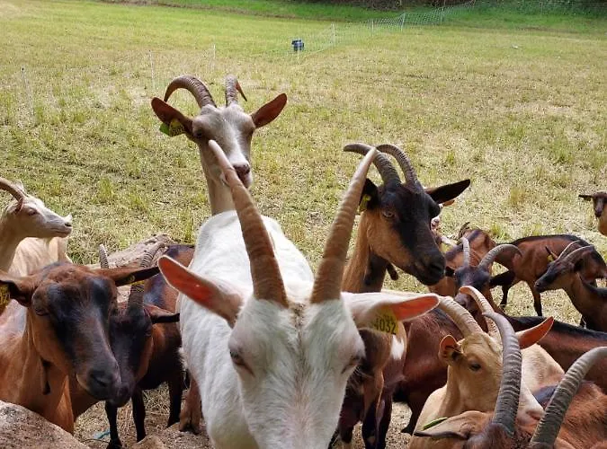 Au Petit Bois Magique * Payrac